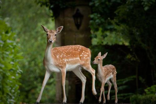 Ashdown Park Hotel - image 11