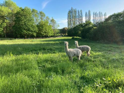 Dragonfly Lodge Ifold & Alpaca My Tipi Glamping