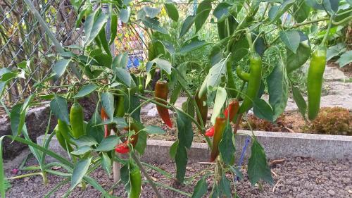 Wickys Igelnest Wickys Igelnest