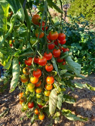 Wickys Igelnest Wickys Igelnest