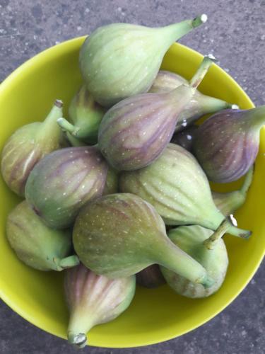 Wickys Igelnest Wickys Igelnest