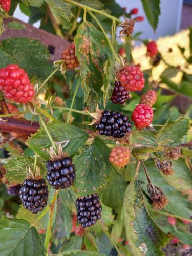 Wickys Igelnest Wickys Igelnest