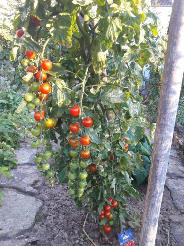 Wickys Igelnest Wickys Igelnest