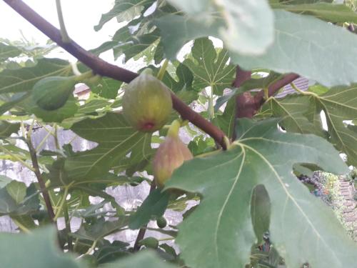 Wickys Igelnest Wickys Igelnest