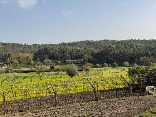 Olival House - image 4