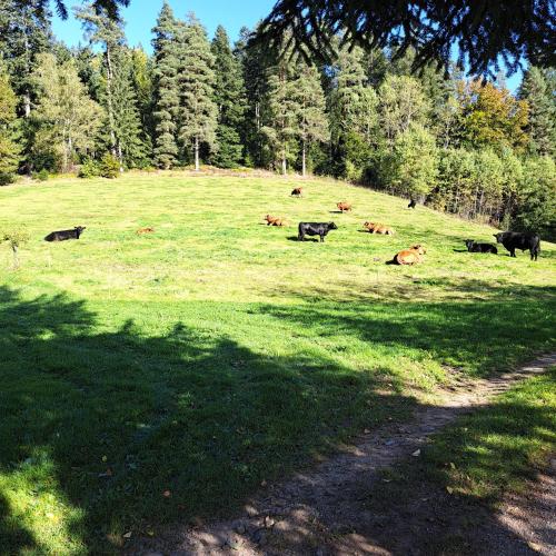 Ferienhaus Schwarzwald Seewald Erzgrube Badesee 100% Natur