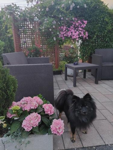 Létesítmények, Noclegi Dobrzeń Wielki (Noclegi Dobrzen Wielki) in Brynica