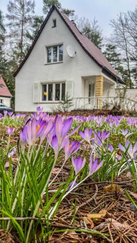 Ferienhaus am weißen Adler, Drezno (zdjęcie 5)