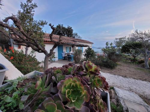 Maison 4 face a la mer grand Jardin Ideal Famille avec pluri Animaux Saint Clair Le Lavandou