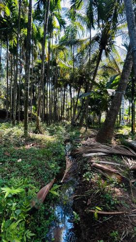 Dārzs, Namasthe Inn AC, Ottapalam-Palakkad Highway, Lakkidi in Lakkidi