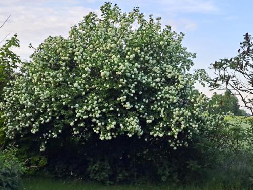 Hof Schumacher in 基里茨