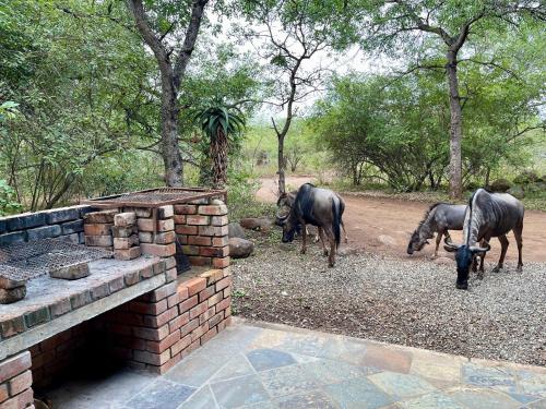 Soenie Kruger Safari