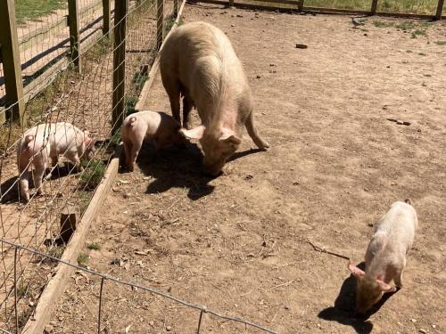 The Old Abbey Farmhouse - Pet Friendly