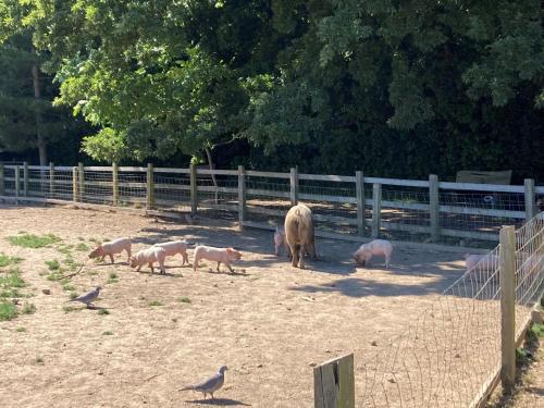 The Old Abbey Farmhouse - Pet Friendly