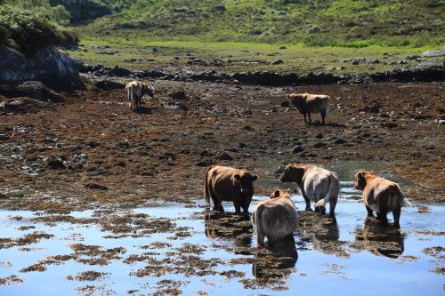 Isle of Carna, secluded Scottish Island, Loch Sunart