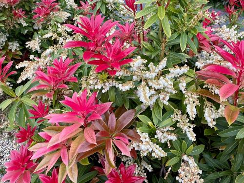 The Hill House Panorama