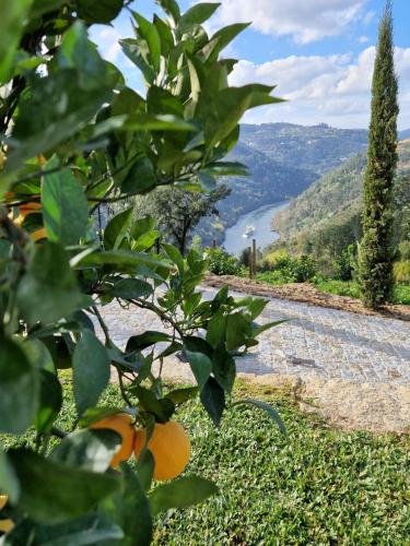 Javardo - Family House - Douro