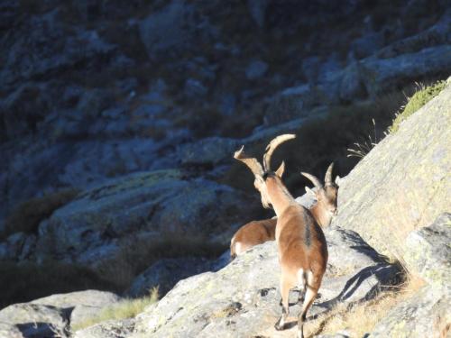 El rincón de Gredos El rincón de Gredos