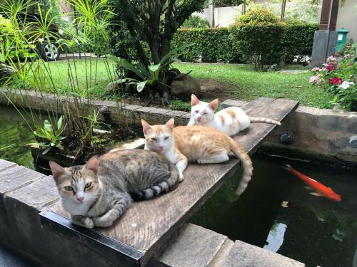 The Manor 1926 - image 5