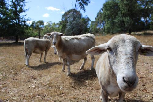 Libelle - Peaceful, Secluded Luxury with abundant wildlife and seasonal water views, on 3 private acres IN Daylesford, Daylesford (foto 3)