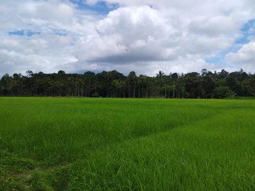 Oryza wayanad