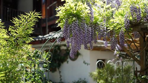 Tuo Tuo Guest House - image 2