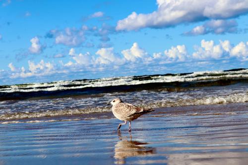 Pegasa Pils Spa Hotel