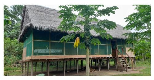 Amazon tucuxi in 印地安那