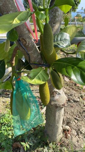 近萬巒豬腳街養生民宿