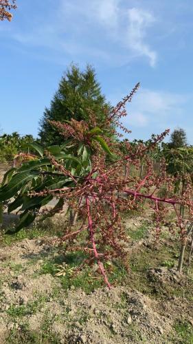 近萬巒豬腳街養生民宿