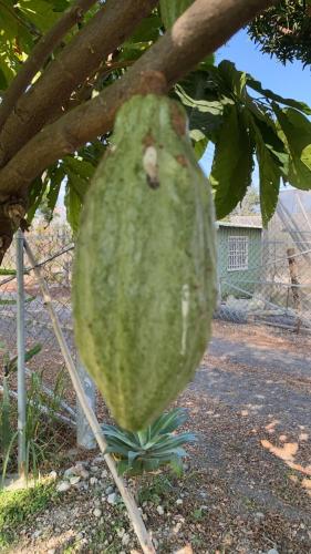 近萬巒豬腳街養生民宿