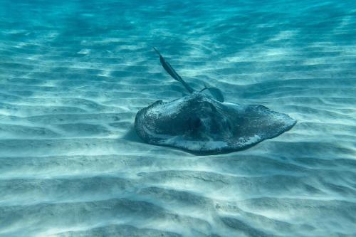 The Ritz-Carlton, Grand Cayman