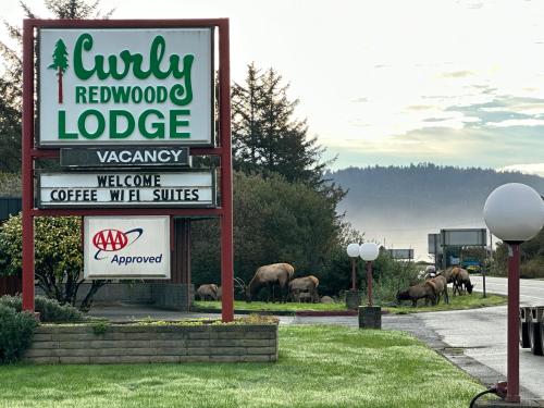Curly Redwood Lodge in เครสเซนต์ ซิตี้ (CA)