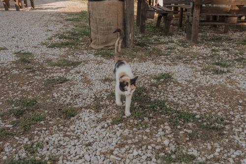 Tenuta Tedone Consolini