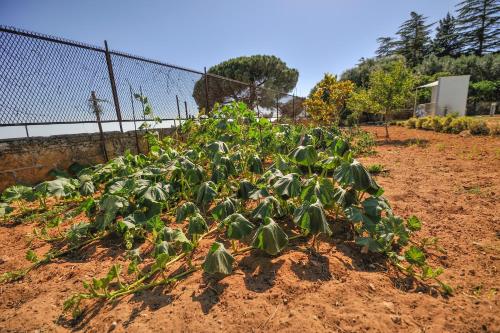 House Calafato e Testasecca