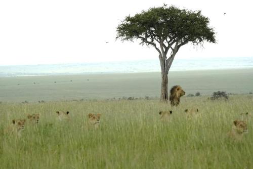 Luluka Guest House in Narok
