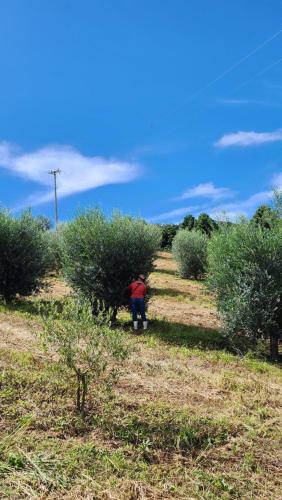 Chalés Monte das Oliveiras