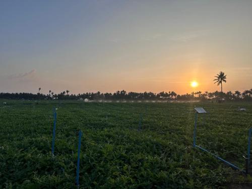 Boli Villa Thoddoo Boli Villa Thoddoo