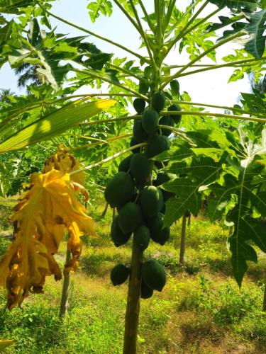 Boli Villa Thoddoo Boli Villa Thoddoo