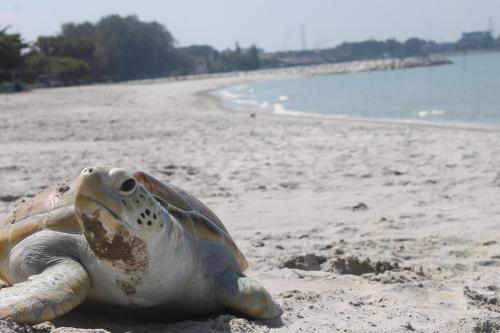 Glory Beach Resort 7+2 PAX Seaview Suite