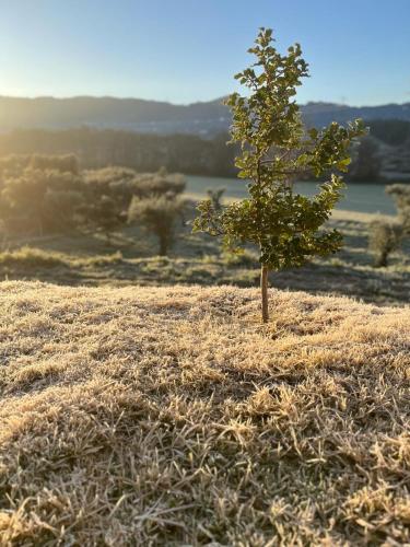 Apkārtne, Quinta dos Cedros l Turismo Rural in Monte Serrano