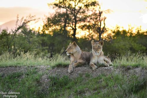 Mohlabetsi Self Catering Bush Lodge photo 3