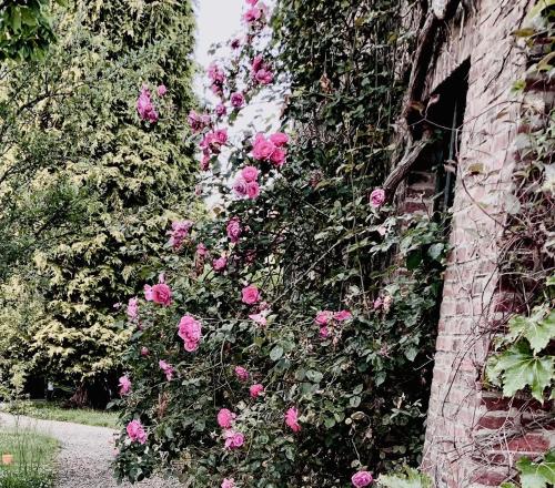 Aux bonheurs des roses