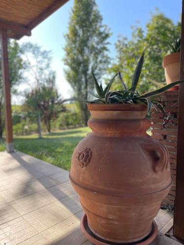 Tenuta Agave