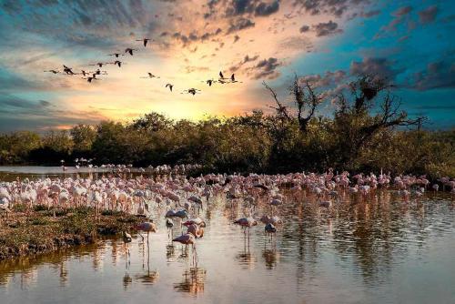 L'étincelle de Camargue, Plage et centre à pied (L'etincelle de Camargue, Plage et centre a pied) in Свети-Мари-дьо-ла-Мер