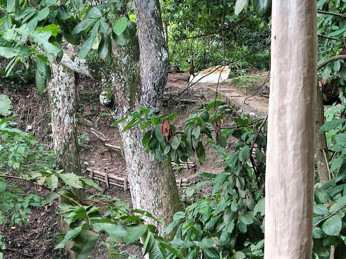 Edén Los Abuelos 2, Casa Privada en Minca Nature