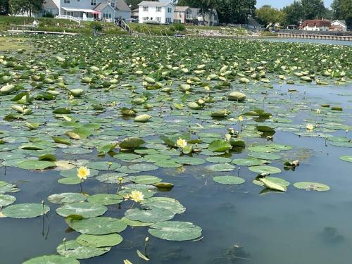 Part of Mini-Mansion, private, 3 story Lake Erie views