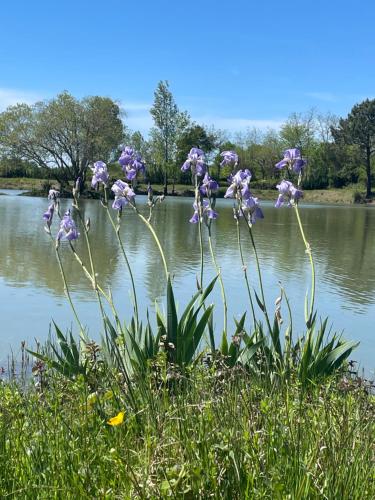 l'Héberge du Lac d'Isachris (Médoc)