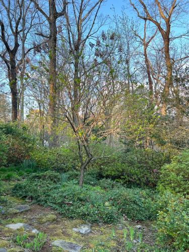 花園, Studio Guest Suite in Forest Cottage in 特賴恩 (NC)