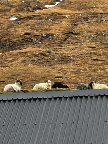 Charming old style shanty in Toftir